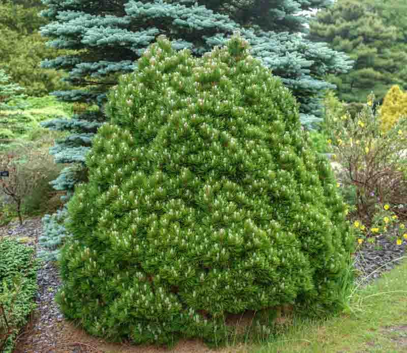 Pinus Heldreichii Smidtii Bosnian Pine