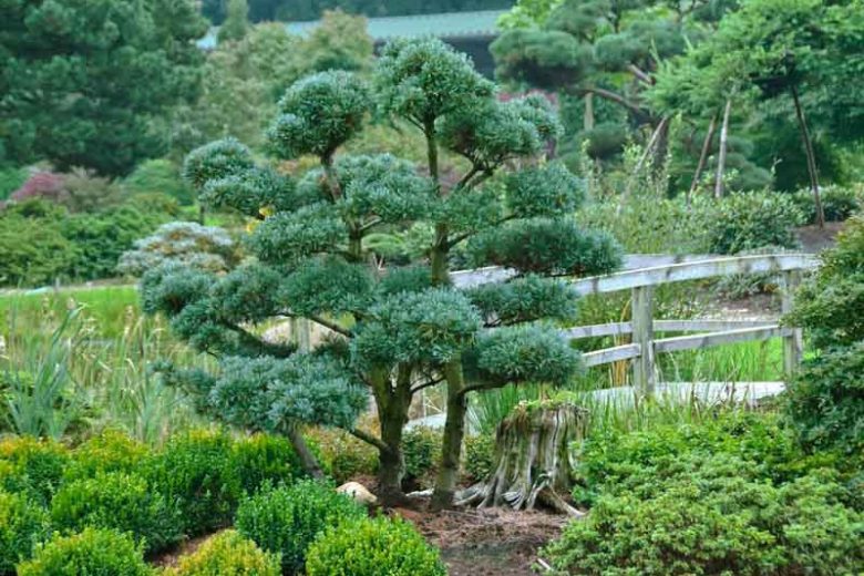 PlantFiles Pictures: Japanese White Pine, Japanese Five-Needled Pine  (<i>Pinus parviflora var. pentaphylla</i>) by WaterCan2