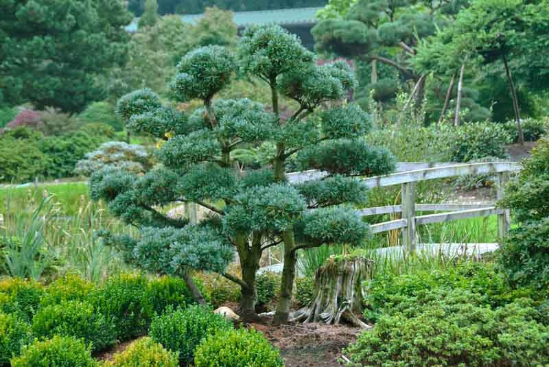 Pinus parviflora 'Glauca' (Japanese White Pine)