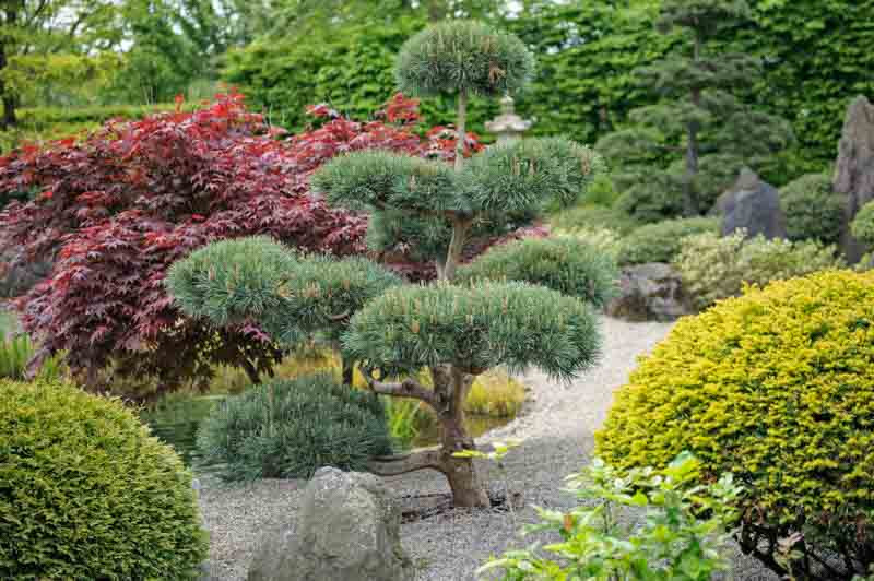 Pinus sylvestris 'Glauca' (Scots Pine)