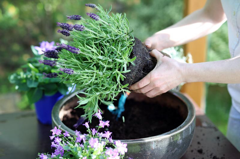 How to Prepare a Large Planter Pot for Planting - The Fabulous Garden