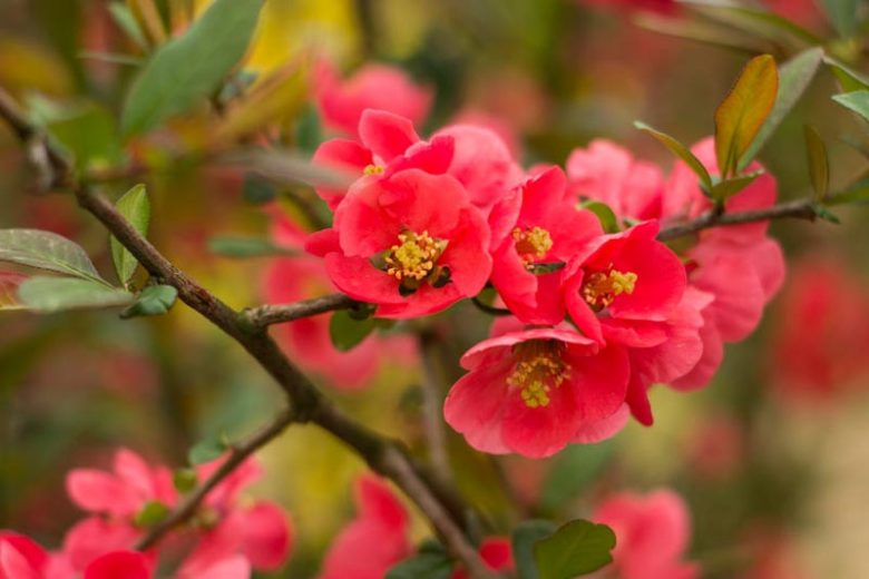 25 Best Flowers and Plants That Bloom in Winter