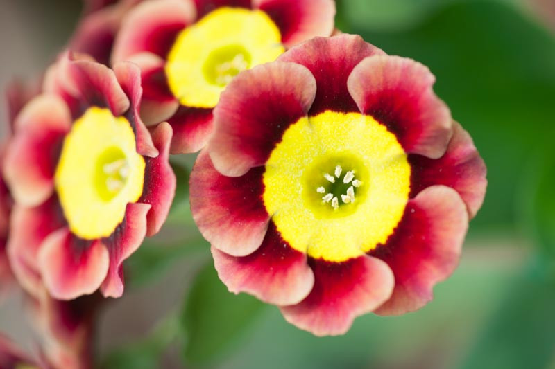 Primula auricula 'Ancient Society' (Primrose)