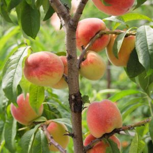 Prunus persica 'Golden Jubilee' (Peach)