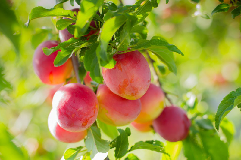 Prunus salicina 'Burbank' (Japanese Plum)