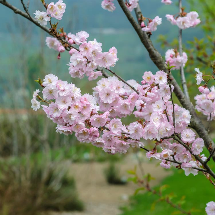 Blooming Seasons of Cherry Blossom Trees