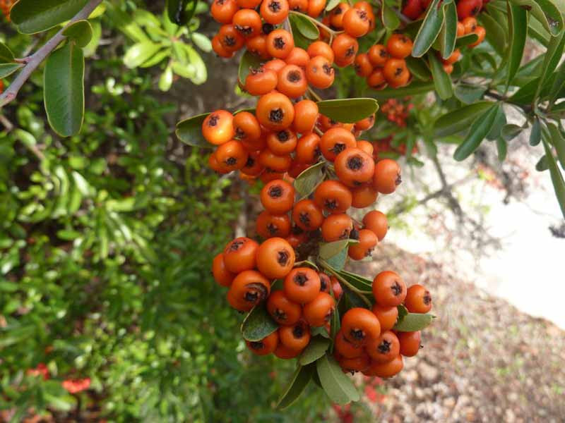 Pyracantha koidzumii Santa Cruz Formosa Firethorn