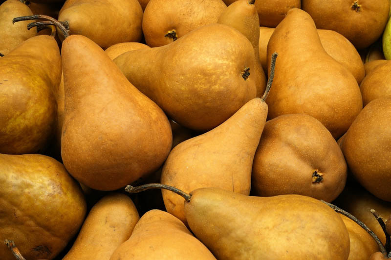 Fresh Bosc Pears, Each