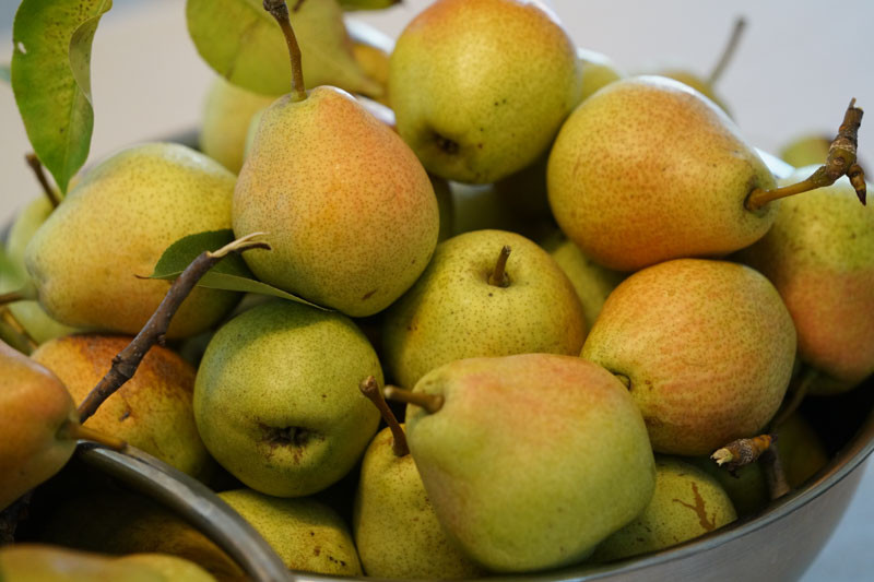 Comice Pear, Pyrus communis, Monrovia Plant