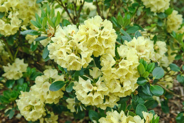 https://www.gardenia.net/wp-content/uploads/2023/05/Rhododendron-Goldkrone.webp