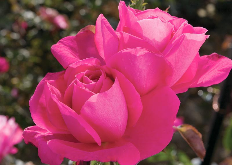 Miss All-American Beauty HT Rose, Jumbo Roses