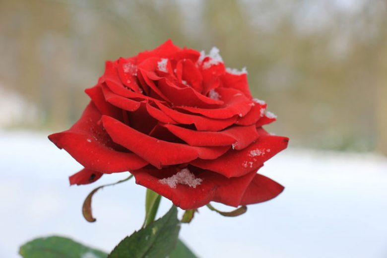 7 Beautiful Benefits of Rose Tea, “The King of Flowers” - Organic