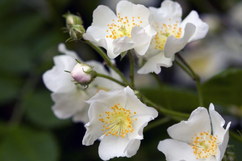 How to grow Scotch roses: hardy, scented and reliable - The Field