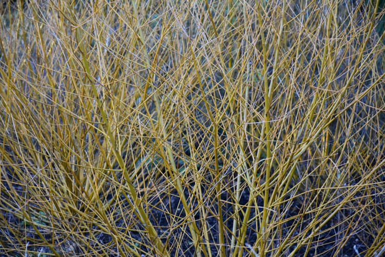 Golden willow branches : r/arborists