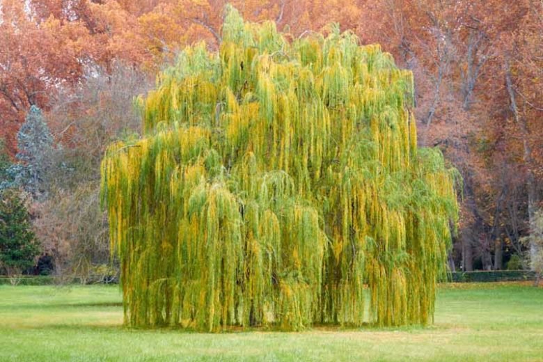 Weeping Willow Tree: Graceful Elegance for Landscapes