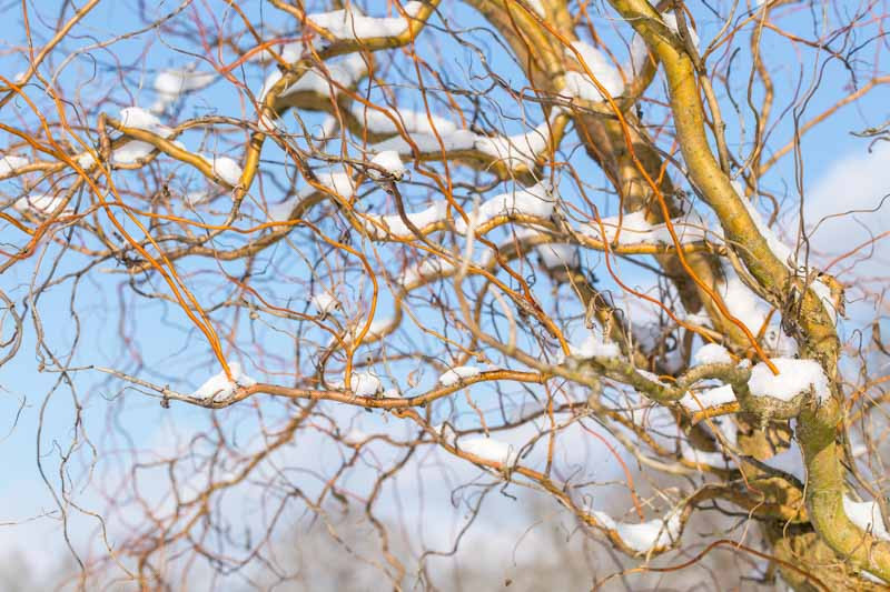 Corkscrew Willow Tree  Salix matsudana 'Tortuosa' – Almanac Planting Co