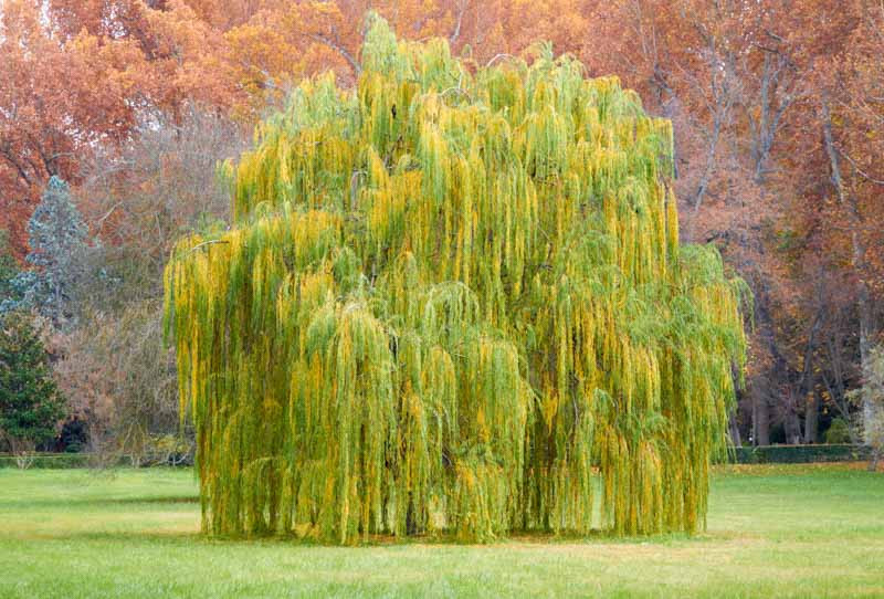 Salix babylonica (Babylon Weeping Willow, Silver Willow, Weeping Willow)