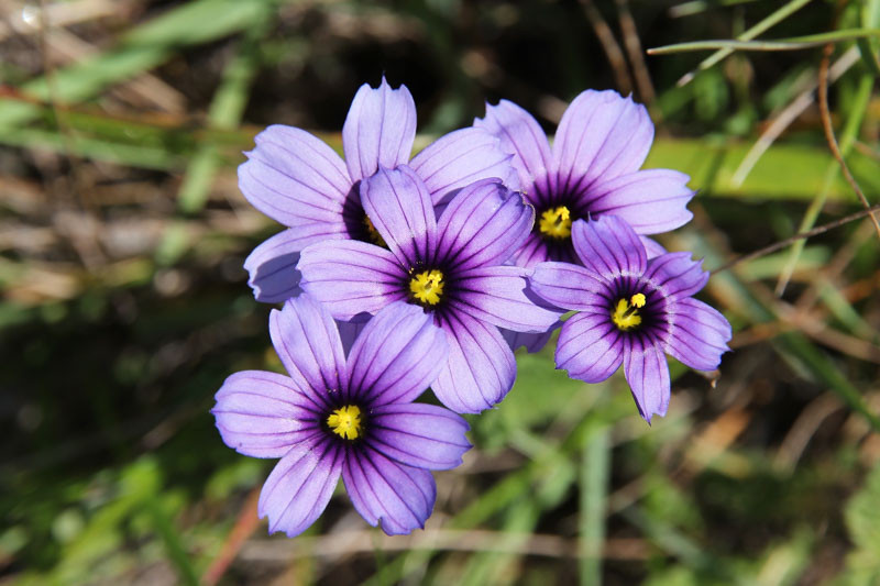 Sisyrinchium on sale