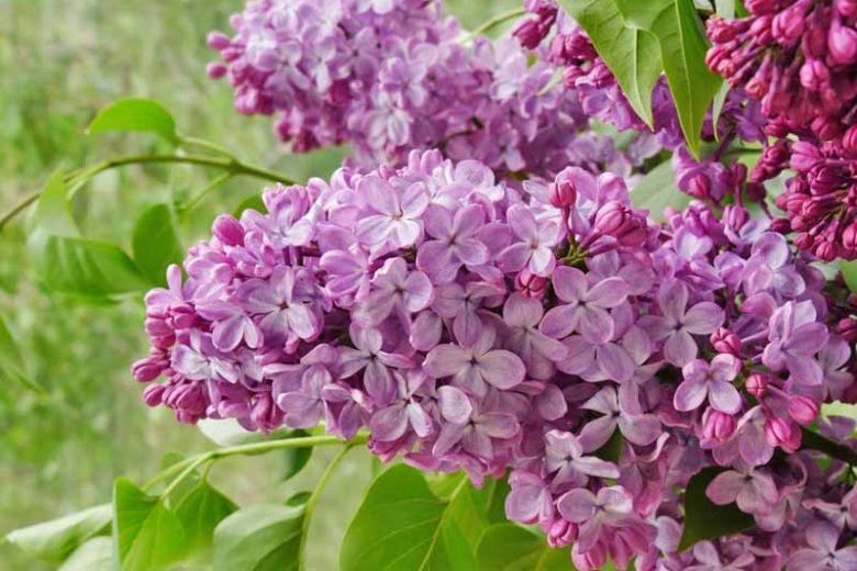 How to Plant, Grow and Care for Lilac