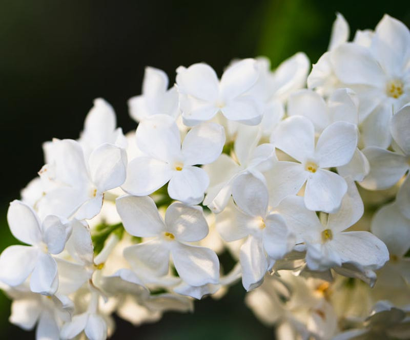 Syringa vulgaris 'Avalanche' (Lilac)