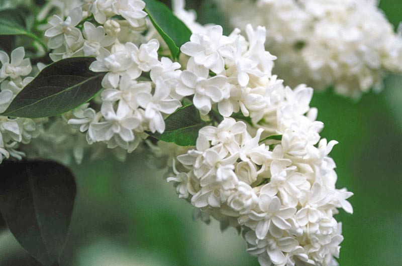 Syringa vulgaris 'Madame Lemoine' (Lilac)