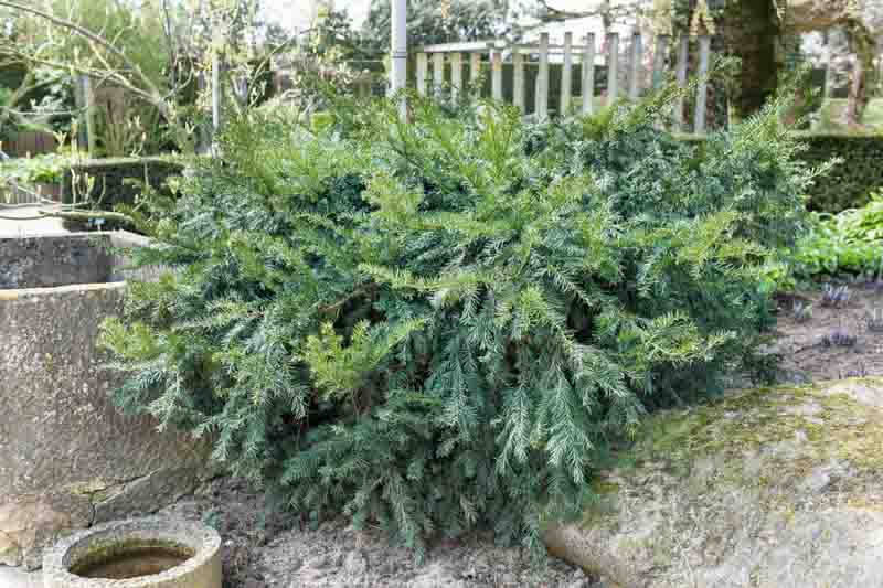 Spannende Taxus Baccata 'repandens Fotos