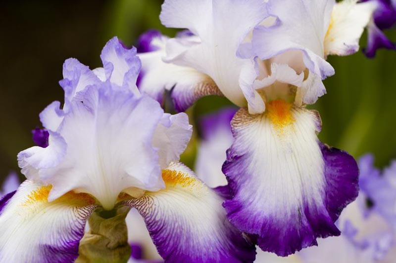 Top Rated Bearded Irises For Your Garden