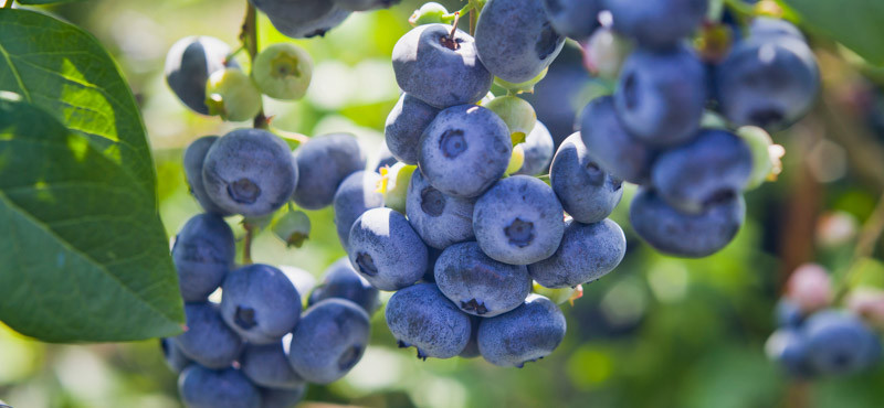 Vaccinium Chippewa Highbush Blueberry