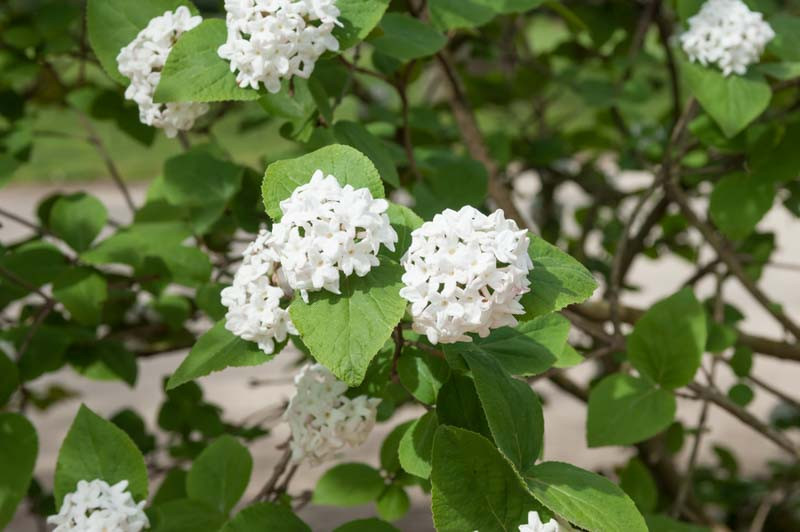 Native Viburnums: Ideal Shrubs for Your Garden