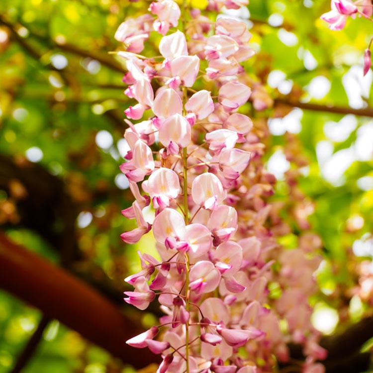 Cami Bra - Wisteria – ban.do