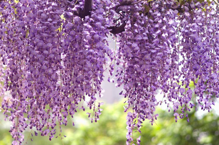 https://www.gardenia.net/wp-content/uploads/2023/05/Wisteria-Floribunda-Royal-Purple-Japanese-Wisteria.webp