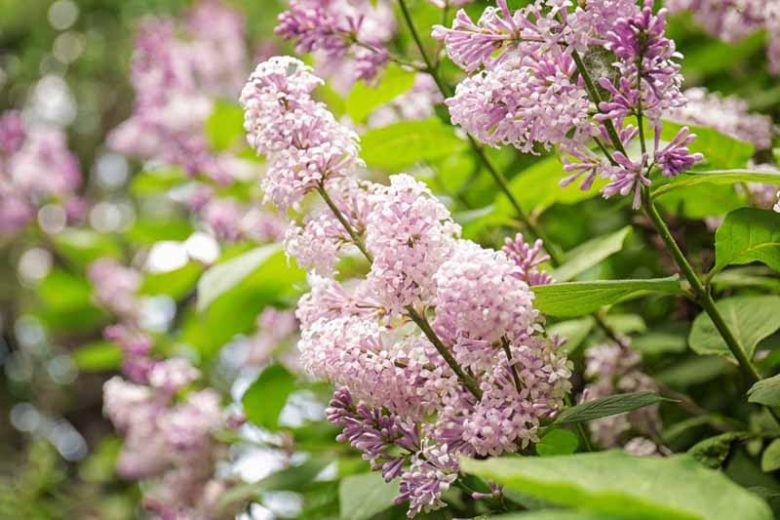 Lilac Varieties: 25 Different Types of Lilac Cultivars