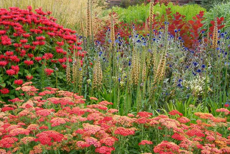 A Cheerful Border Idea with Monarda, Achillea and Digitalis