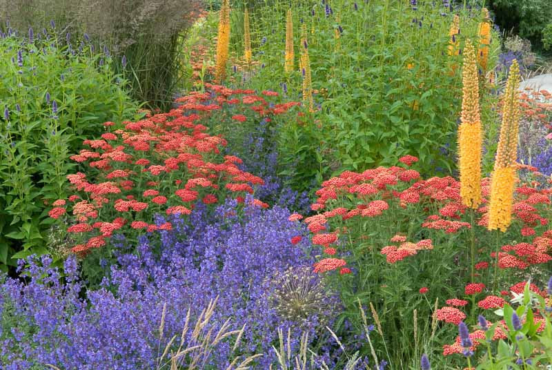 A Colorful Summer Planting Idea with Achillea, Agastache, Eremurus & Nepeta