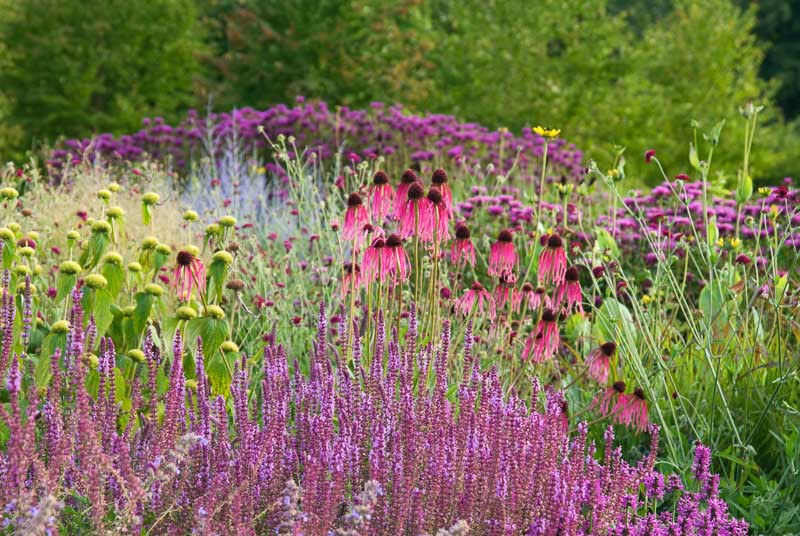 A Fabulous Perennial Meadow Planting Idea