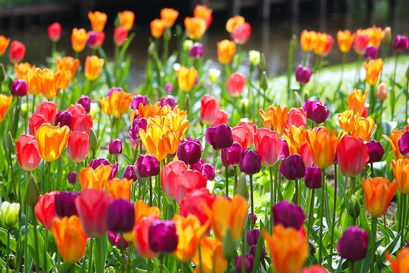 A Fascinating Spring Border Idea with Tulip 'Orange Emperor' Tulip 'Attila'