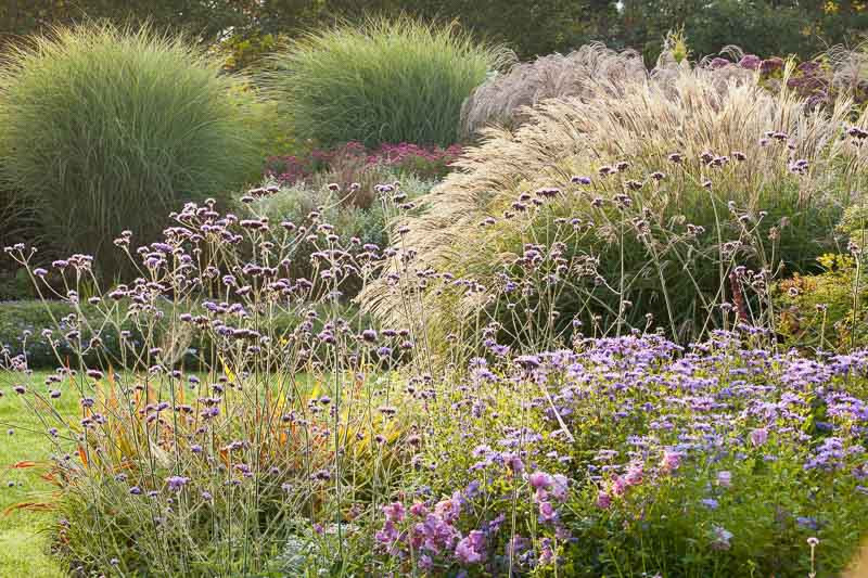 A Glowing Fall Border with Asters, Anemones and Grasses