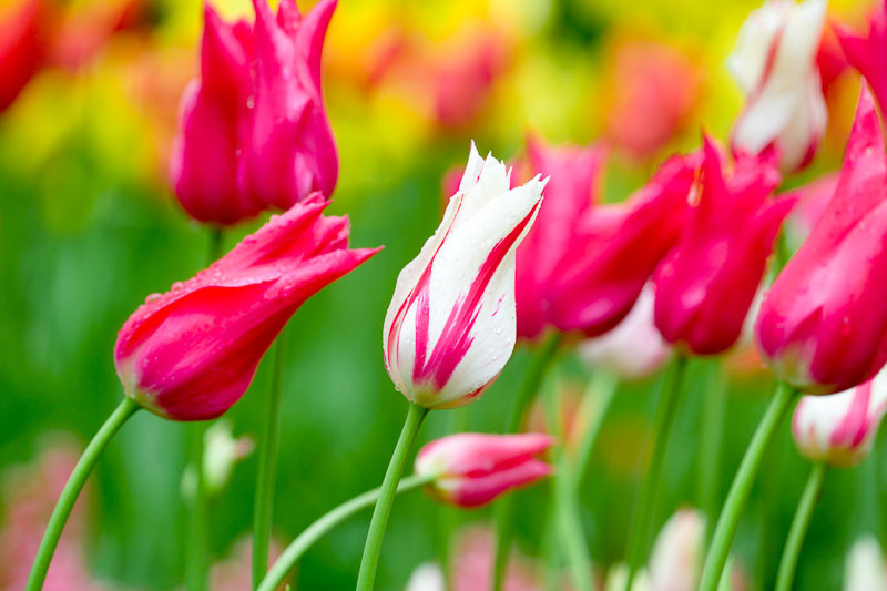 A Jaw-Dropping Border Idea with Tulip 'Marilyn' & Tulip 'Mariette'