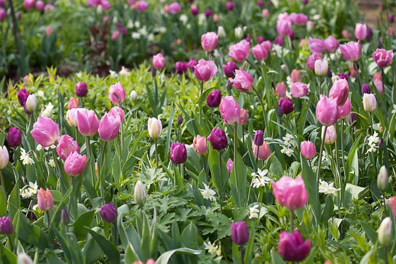 A Long-Lasting, Pink and Purple Spring Border for Your Garden