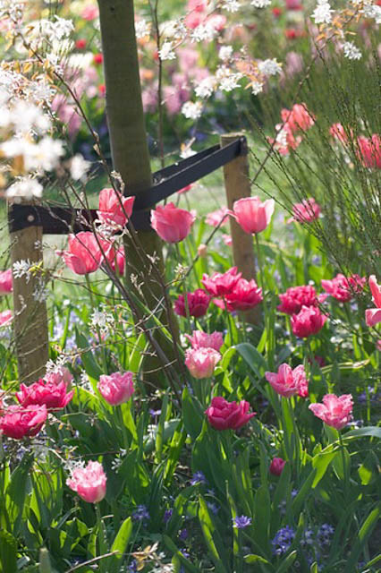 Tulipa 'Fancy Frills'  BBC Gardeners World Magazine
