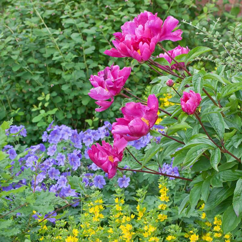 A Lovely Spring Border Idea with Peonies, Purple Cranesbill and Loosestrife