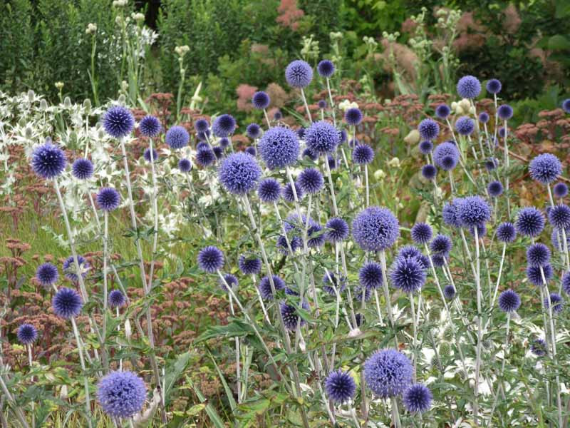 A Pretty Perennial Planting Idea with Echinops, Eryngium and Sedum