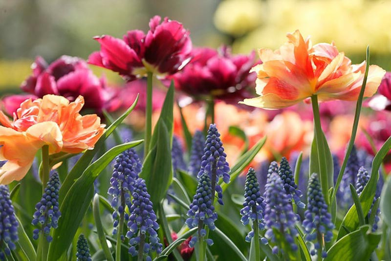 A Spectacular Spring Border Idea with Double Early Tulips & Muscari