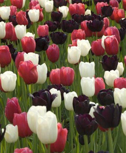 A Spectacular Spring Border Idea with Single Late Tulips