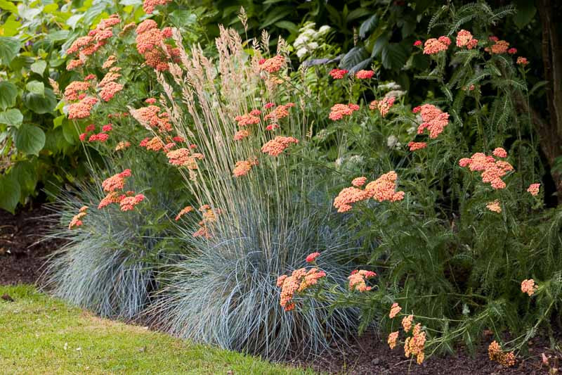 A Terrific Duo to Try: Achillea and Festuca