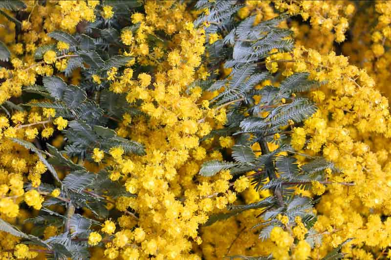 Acacia baileyana (Cootamundra Wattle)