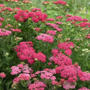 Achillea (Yarrow): Colorful Charm for Your Garden