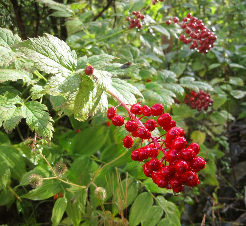 Red Baneberry