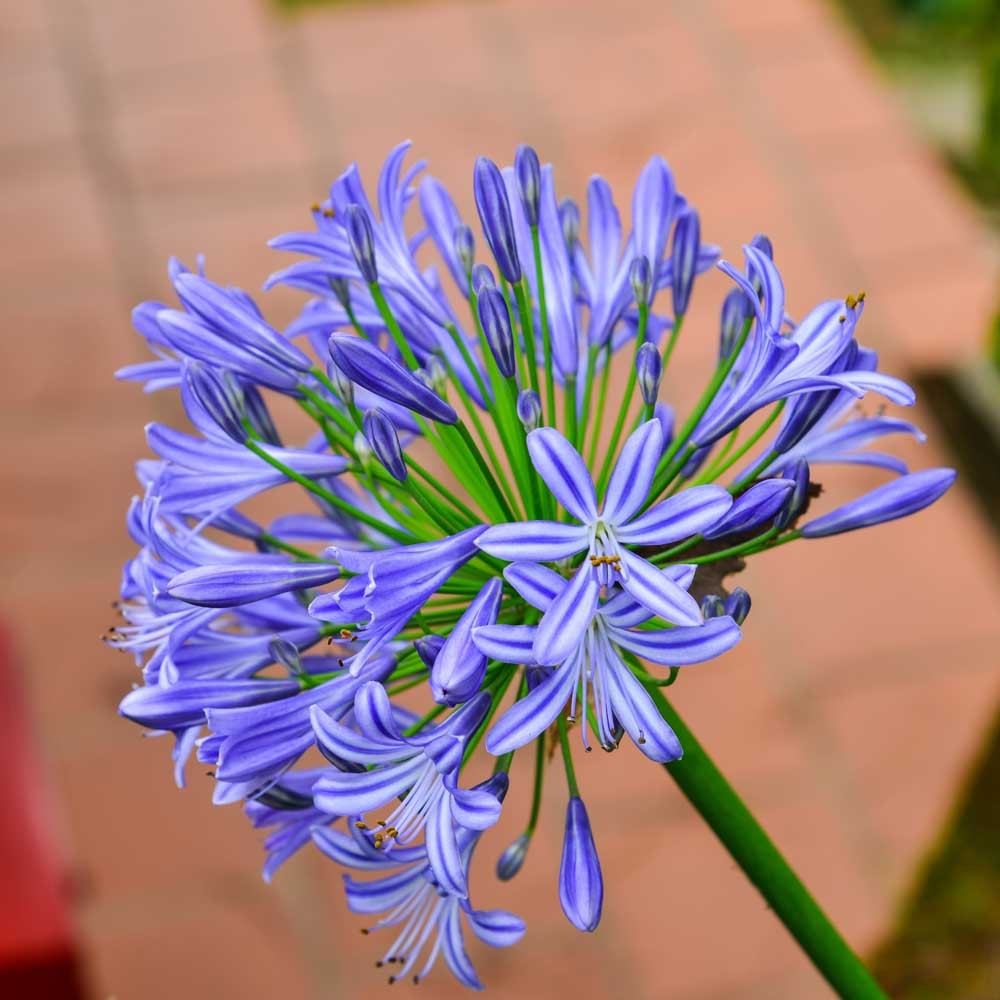 Agapanthus 'Midnight Star' (African Lily)