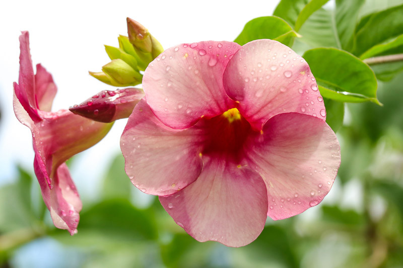 Allamanda blanchetii (Purple Allamanda)